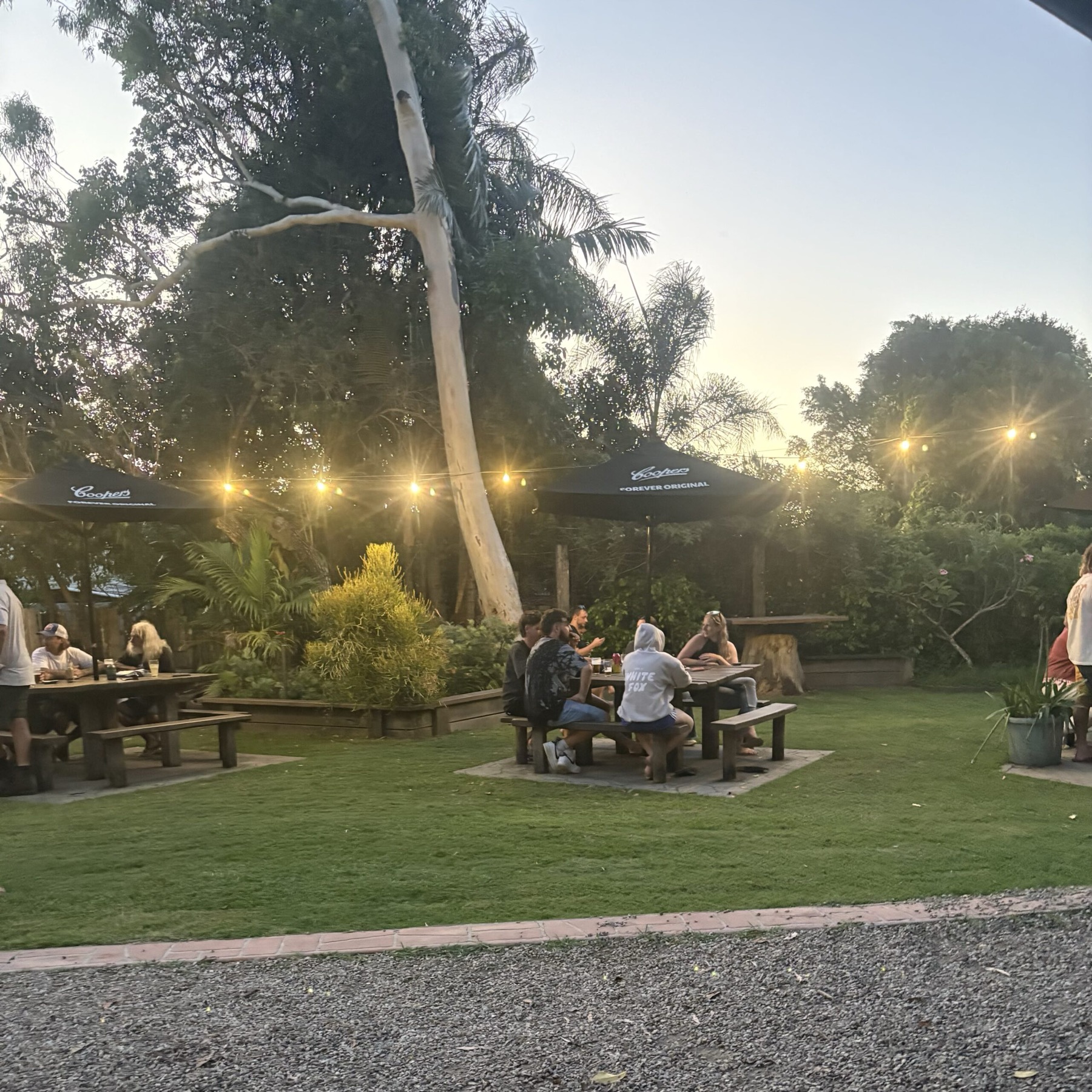 Coastal Turf lawn in the Billinudgel Hotel beer garden