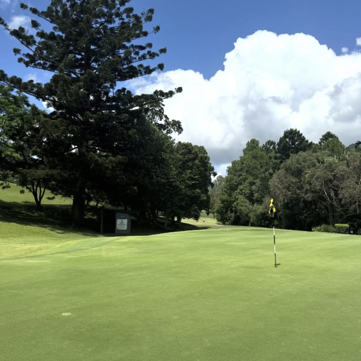 Coastal Turf grass on a Northern Rivers golf green